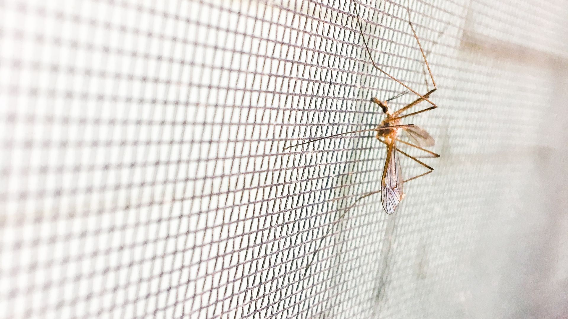 5 bonnes raisons pour installer des moustiquaires chez soi