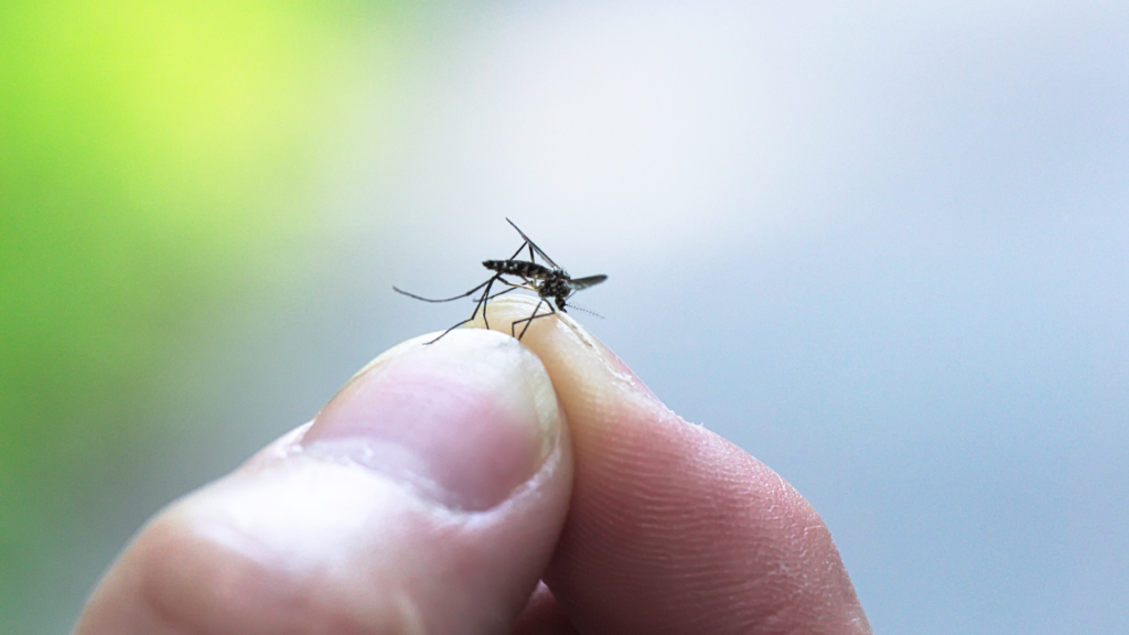 store moustiquaire plissée pour se protéger des moustiques et insectes