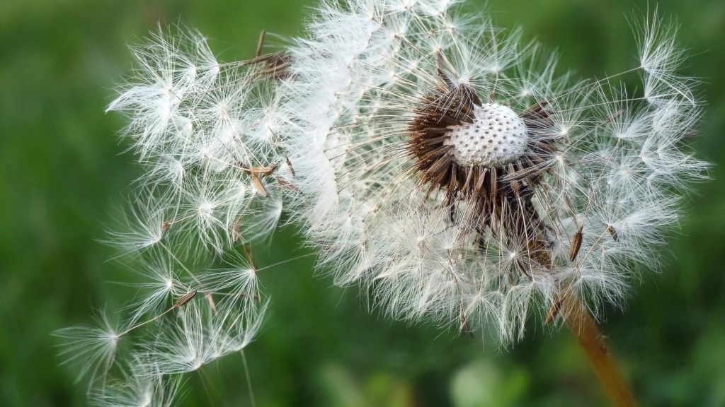 Le maillage anti-pollen