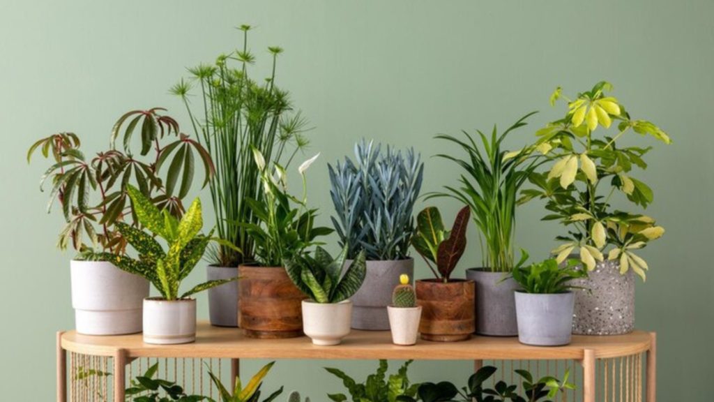 Protéger les plantes d'intérieur