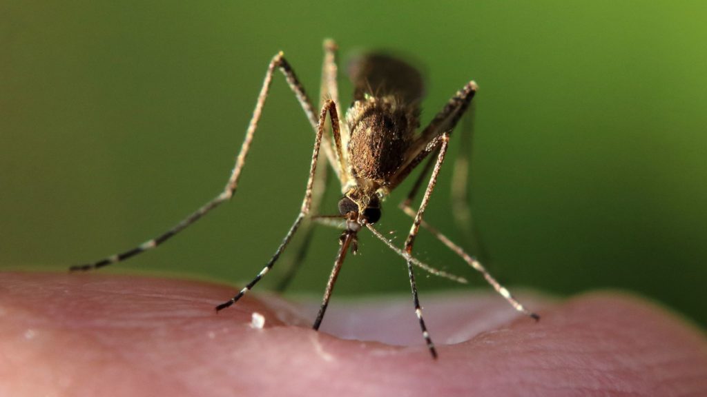Réduction de la population de moustiques