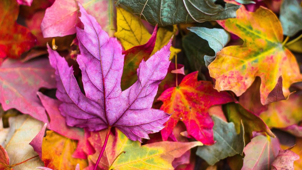 Les couleurs traditionnelles des volets provençaux